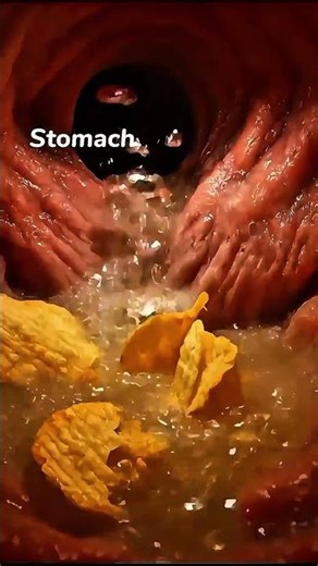 What's happens when you eat lays chips #animation #digestiveprocess #body