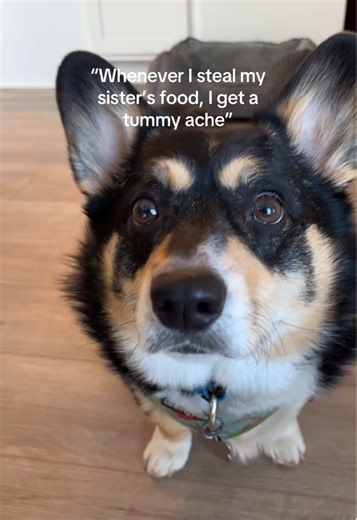 Flash back Friday! Who remembers this video? I still take Kika’s food and yes it still give me tummy aches but I’ll continue to do it #dog #chihuahua #corgi #fyp