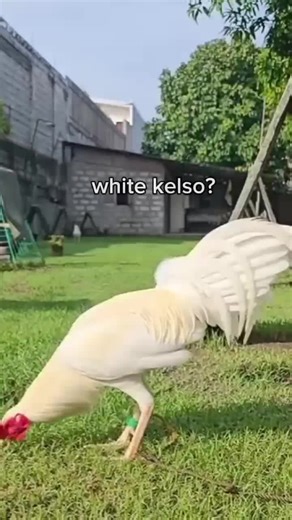 White Kelso Rooster Fighting - Sabong Erotiktok Compilation