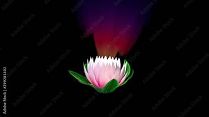 Water lily opening to reveal a magical light