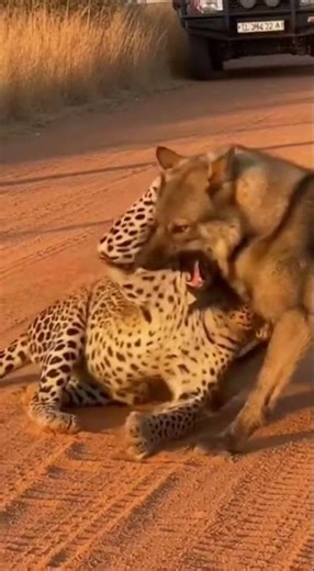 Will the wolfdog escape the leopard’s vicious ambush?#WolfdogVsLeopard #WildChase #SurvivalInstinct