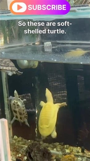 3 Beautiful Terrapin Species Together 🐢💛 | Aquarium Clip #terrapin #raresightings