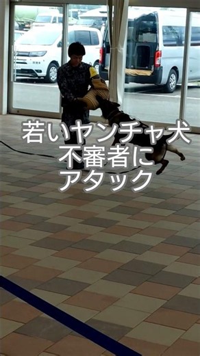 警備犬訓練展示2 不審者対処展示 #shorts #警備犬 #航空自衛隊 #三沢基地