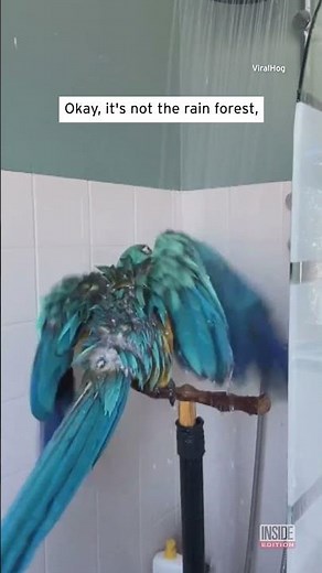 Parrot Sings in Shower #shorts