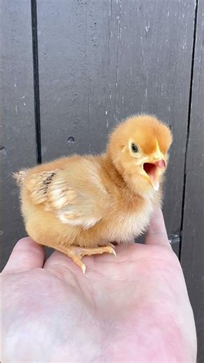 Rhode Island Red chick🐣🐥