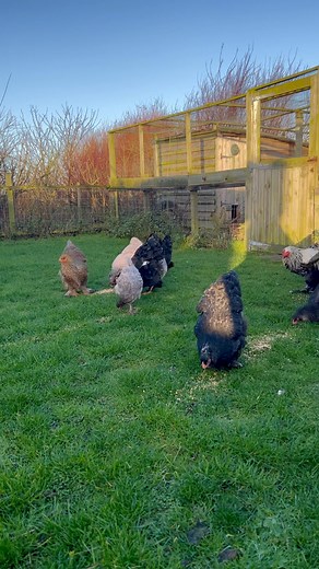 After all the rain it’s a beautiful morning. A moment with the chickens who are looking gorgeous now after their moult where some looked half naked for a while! And in the background Mira and Ray are shouting for breakfast!! | Puffin Croft