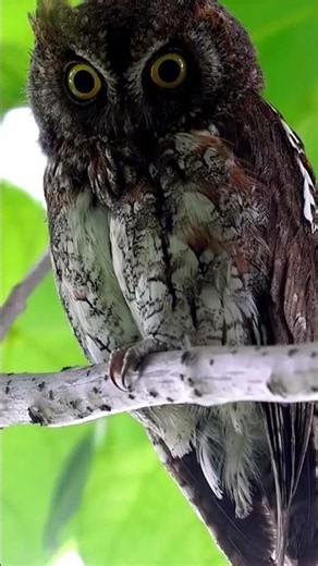 The Ultimate Side-Eye From Nature