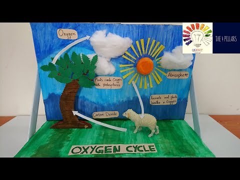 Oxygen Cycle Model | Simple & Easy Science Project Model For Students | The4Pillars