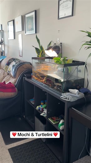 #turtletok #turtle #turtles #pet #petsoftiktok | turtle