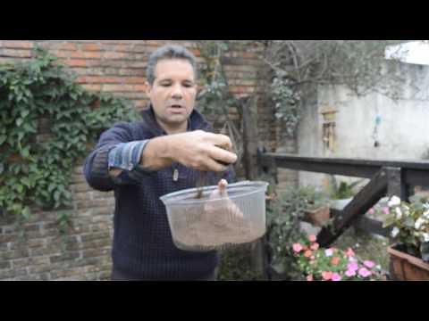 REPRODUCCIÓN POR SEMILLAS