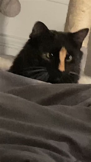 Adorable Cat Moments That Will Make You Smile