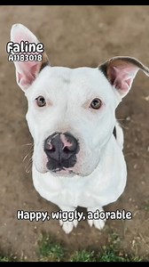 ***URGENT*** FALINE (1193018)1yo pocket pittie, 43 lbs ⭐️ sweet ⭐️ happy ⭐️ dog friendly ⭐️ non reactive to cats ⭐️ playful ⭐️ affectionate ⭐️ cutest ears! (1 up, 1 down) *She did start an altercation with her kennel mate about a week ago, due to excitement. However, there hadn't been any issues with her kennel mate previously. One time thing? Possibly! But, proceed with caution if you have other dogs in the home. #ADOPT - 3951 Fruitvale Avenue / Mon-Sat 10a-4p, Wed 2p-7p #FOSTER - dogfoster@ker
