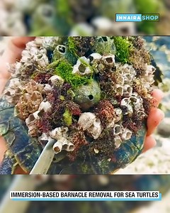 Soothing the Shell: Immersion-Based Barnacle Removal 🐢💙 | Innaira Shop