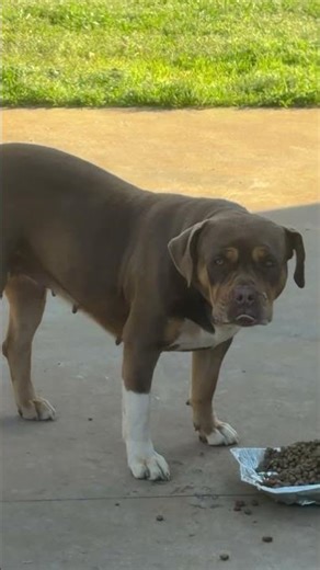 TRI BULLY X MERLE#americanbully #merle #mastiff #dogbreed #pitbull #dog #youtube #shorts #subscribe