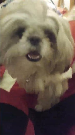 Tum ki bahut Shaitan Hai 🥰🥰😘😘🐕🐕🐕🤣😂