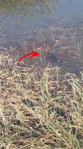 snake head baby#amazingfishing #fish #fishing #vlog 😱😱😱😱