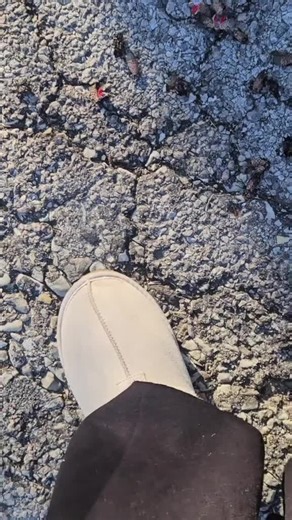 #crushing #bugcrushing #lanternfly #spottedlanternfly