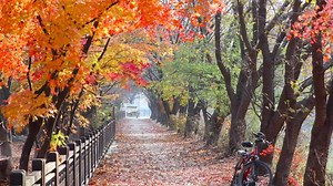 Pathway, Road, Trail. Free Stock Video