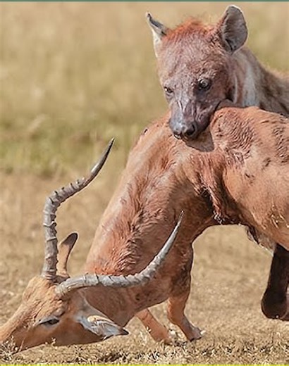 12K views · 102 reactions | 24 Funny Moments Predators Stupidly Lose Their Prey Caught on Camera 漣vs女 | Talent World | Facebook