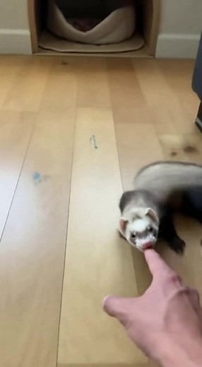 216K views · 11K reactions | Ferret show babies to human #love #nature #fun #funny #funnyvideos #comedy #video #cute #petsofinstagram #petstagram #petsoftiktok #animals #instapet #instapets #animalsofinstagram #animalsoftiktok #pet #pets #petsoftiktok #petlover #petlovers #petlife #animal #cuteanimal #cuteanimals #funnyanimals #animalvideos #animallife #animalsworld #animallovers #animallover #animallovers #animallove #cutepets #petvideos #ferret | Animal Stories | Facebook
