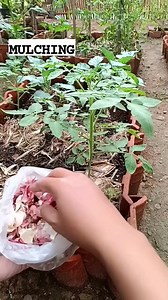 1.4M views · 2.8K reactions | 8 Benefits of Giving Organic Mulch to...