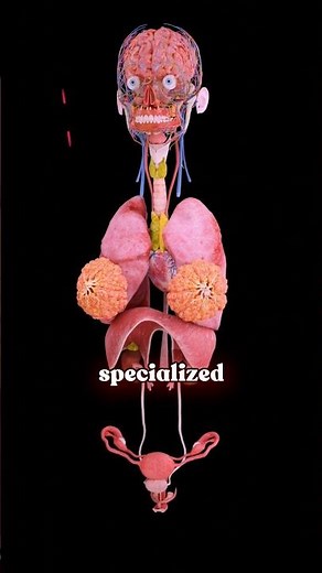 ✨ Harmony of the Human Body: An Integrated System of Life ♀️