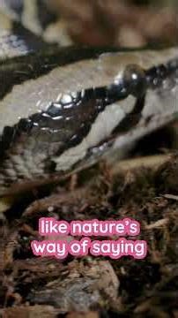 Why Legless Snakes are the Coolest
