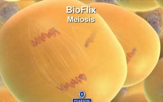 Meiosis 减数分裂 坎贝尔生物学 Campbell Biology