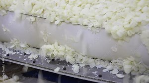 Industrial production of corn starch in food processing plant. Corn starch flakes on a conveyor belt