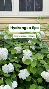 Keep your hydrangeas healthy, growing, and blooming with these tips! ☀️🌿 #hydrangeas #hydrangeaseason #gardening #plantcaretips #flowergarden #gardeningtips #fastgrowingtrees #landscapingideas | Fast Growing Trees