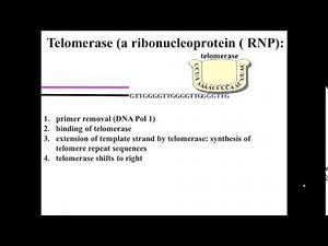 Telomerase action