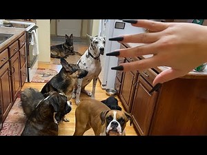 ASMR: Fast Tapping / Scratching around childhood home - dog content - camera taps - build up tapping