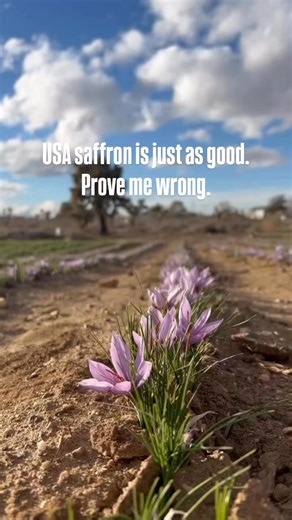 Everyone argues about where saffron tastes best — Iran, Spain, or the U.S.But here’s the real issue...It’s not where it’s grown — it’s whether it’s real or fake.Most store-bought saffron is adulterated — mixed with dye, corn silk, or even shredded paper.Real saffron — no matter where it’s grown — has a subtle honey-like aroma, earthy depth, and rich red threads.Grow it yourself and you’ll understand why it’s worth every penny. | Shesrootedhomesaffron
