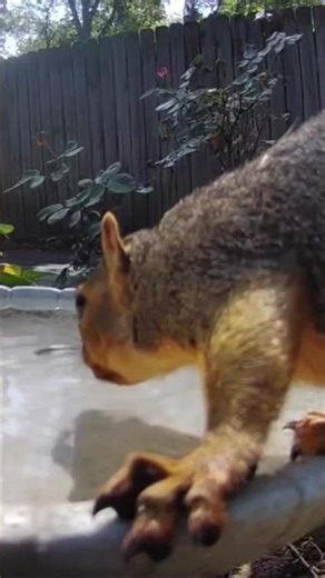 Close Up Squirrel Paw