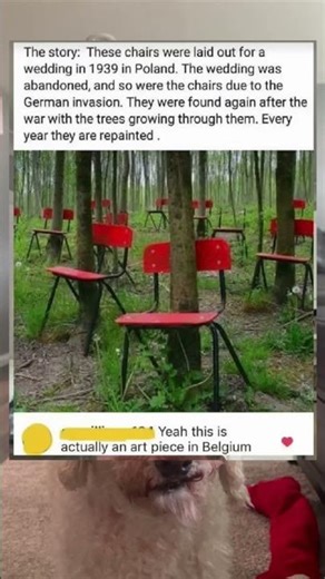 What happened to these chairs #memepage #funny #memepages #chair #chairs #halloween #memeteam
