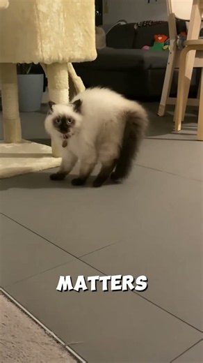 Why Your Cat Runs Sideways Like a Crab