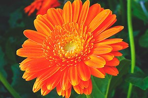 ¿Dónde vive la caléndula?