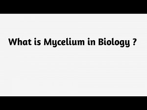 What is Mycelium in Biology ?