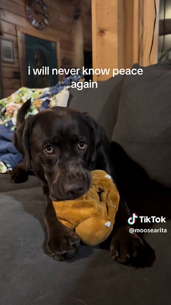 Chocolate Lab's Nightly Antics