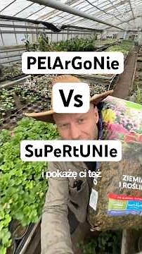 SUPERTUNIA VS PELARGONIA, which flowers to plant on a balcony? Balcony plants.