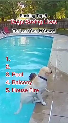 When Dogs Become Lifesavers: Real Footage #DogsSavingLives #HeroDogs #DogRescue