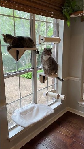 This cat window perch set is sturdy, cute and great for those who have a small living space! #cats