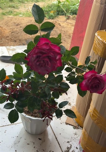 Customers request, iTransfer na daw sa pot. Ang gaganda nyo 💕🥰