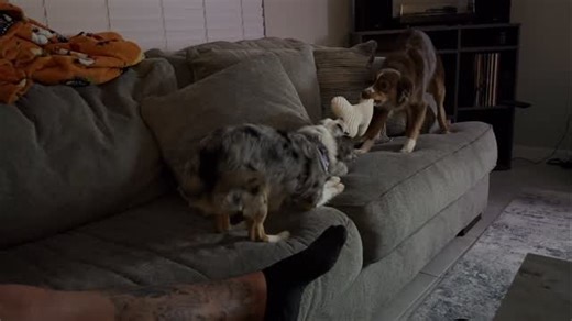 Chloe, Mia & Eevee on Instagram