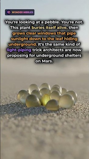 "Baby Toes" plant - Buries Itself Alive and Uses Windows to Survive