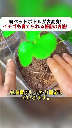 廃ペットボトルが大変身！イチゴも育てられる秘密の方法！ #エコDIY #イチゴ栽培 #ペットボトル活用 #ガーデニング #暮らしの工夫