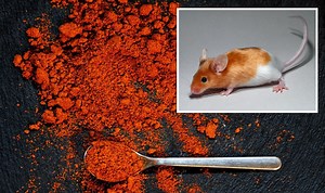 This Morning: Alice Beer shares tips for removing pests