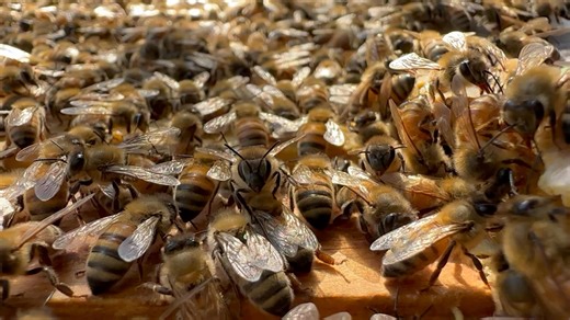 Hello friends! 🐝 Did you know how hard honey bees really work? These little girls are amazing. A worker bee in summer only lives about 6 weeks. In that short time she will: 🐝clean the hive 🐝feed the babies 🐝take care of the queen 🐝build wax 🐝pack pollen 🐝receive nectar 🐝cool the hive 🐝guard the entrance 🐝and finally go out to forage A foraging bee will fly miles every day, flower to flower, bringing food back for the colony. They literally work themselves to the bone. Honey bees are al