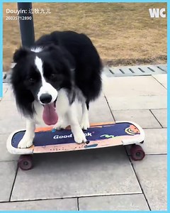 Unbelievable Dog Skating Tricks! | The Vintagent