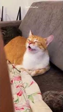 RANDOM BEHAVIOR OF CAT-MEME CATS PART 5😹😺 #cat #funny